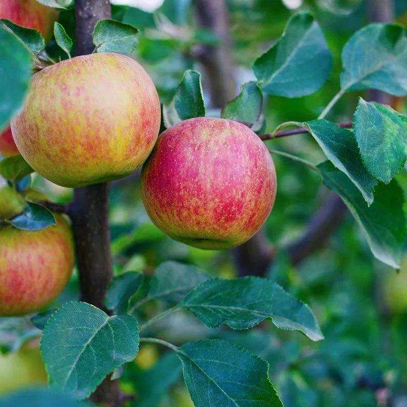 Lowland Raspberry Apple Tree